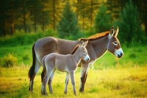 Jeune poulain permanent à côté de ses mère cheval dans une vert pâturage photo