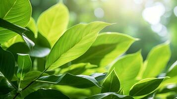 vert feuilles, Naturel vert feuilles les plantes en utilisant comme printemps Contexte couverture page verdure environnement écologie fond d'écran. génératif ai. photo