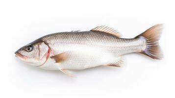 une Frais mer basse poisson isolé sur blanc Contexte. mer basse poisson. génératif ai photo