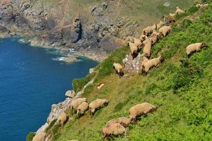 Jersey de moutons loaghtan uk un troupeau s'accrochent à la falaise côtière photo