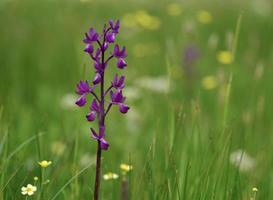 jersey orchid uk printemps fleurs sauvages photo