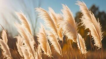 la pampa herbe dans le soleil, génératif ai photo