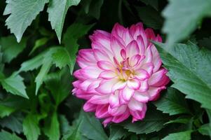 rose Marguerite chrysanthème fleurs, flou chrysanthème fleur jardin arrière-plan, doux et sélectif se concentrer, rose fleur fond d'écran concept. photo