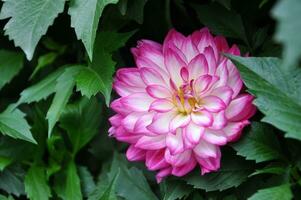 rose Marguerite chrysanthème fleurs, flou chrysanthème fleur jardin arrière-plan, doux et sélectif se concentrer, rose fleur fond d'écran concept. photo