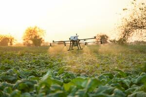 agriculture drone mouche à pulvérisé engrais sur le le tabac des champs, drone de agricole La technologie concept photo