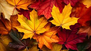 l'automne érable feuilles Contexte. coloré érable feuilles Contexte. Haut voir. photo