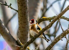 oiseau dans une arbre Naturel conception photo