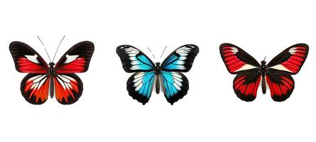 papillon sapho longwing animal photo