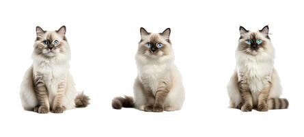 animal ragdoll animal photo