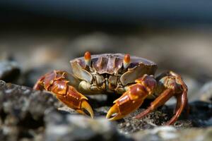 fermer de une plage Crabe génératif ai photo