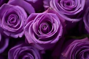 violet des roses texture Contexte génératif ai photo