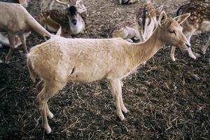 boeuf dans une ferme photo