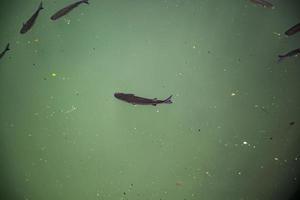 barbes poisson mer photo