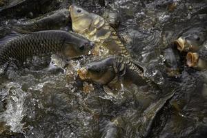 carpes en rivière photo