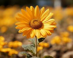 une Célibataire Jaune tournesol dans une champ de Jaune fleurs génératif ai photo