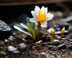 une petit blanc et Jaune fleur est croissance en dehors de le sol génératif ai photo