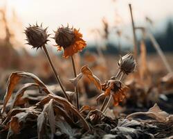 séché fleurs dans une champ avec une le coucher du soleil dans le Contexte génératif ai photo