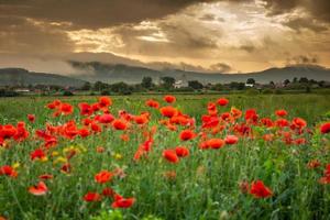 Champ de coquelicots à cristur, sieu, bistrita, roumanie, 2020 photo