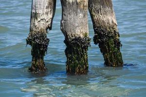 Bricole en bois, poteaux d'amarrage en bois dans l'eau, Venise, Italie, 2019 photo