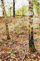 forêt de feuillus avec des arbres à croissance clairsemée - jeunes chênes et bouleaux photo