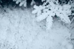 jour glacial de forêt d'hiver - aiguilles couvertes de neige blanche se bouchent photo