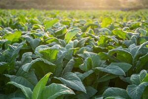 le tabac gros feuille cultures croissance dans le tabac plantation champ. le tabac industrie pour agriculture et exporter. photo