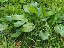 Dock plante rumex dans une prairie d'herbe photo