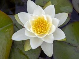 fleur de nénuphar blanc et jaune vu d'en haut photo