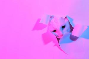 chat mignon en éclairage gel photo