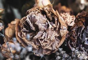 un bouquet de fleurs fanées séchées photo