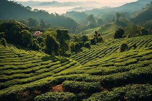 café plantations de Sud Amérique avec une horizon avec montagnes dans le Contexte ,génératif ai photo