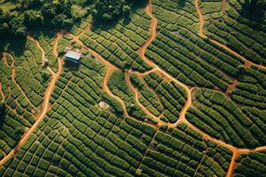 café plantations de Sud Amérique avec une horizon avec montagnes dans le Contexte ,génératif ai photo