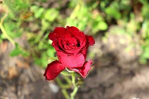 rouge Rose avec l'eau gouttes sur le pétales sur le Contexte de le Terre dans le jardin - horizontal fermer photo, Haut vue photo