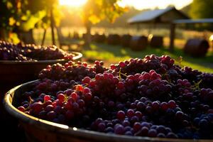 vignerons presse fraîchement récolté les raisins remplissage le air avec le enivrant arômes de automnes fructueux la main d'oeuvre photo