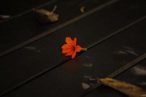 fleur de cordia orange sur le plancher en bois.