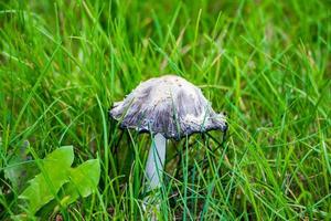 champignons vénéneux champignon vénéneux pâle dans l'herbe.