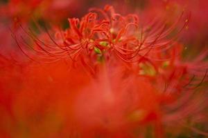 Fleurs de lys araignée rouge en fleurs au début de l'automne photo