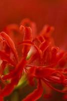 Fleurs de lys araignée rouge en fleurs au début de l'automne photo