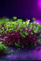 brocoli ou Roquette ou un radis microgreen choux fermer sur violet Contexte en bonne santé plante baisé végétalien régime génératif ai photo