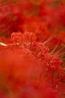 Fleurs de lys araignée rouge en fleurs au début de l'automne photo