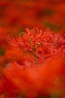 Fleurs de lys araignée rouge en fleurs au début de l'automne photo