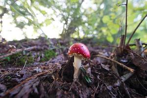 champignon amanita muscaria dans le bois photo
