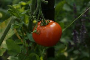 rouge tomate croissance sur cultiver. photo