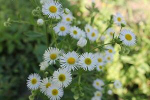 Marguerite fleurs épanouissement dans été. photo