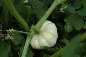 blanc citrouille croissance dans le jardin. photo