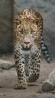 portrait de sri lankais léopard dans zoo photo