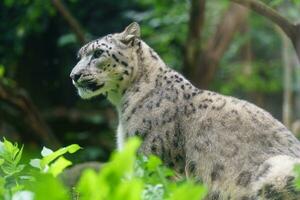 portrait de neige léopard dans zoo photo