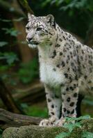 portrait de neige léopard dans zoo photo