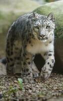 portrait de neige léopard dans zoo photo