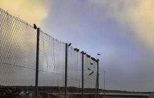 clôture métallique avec des oiseaux